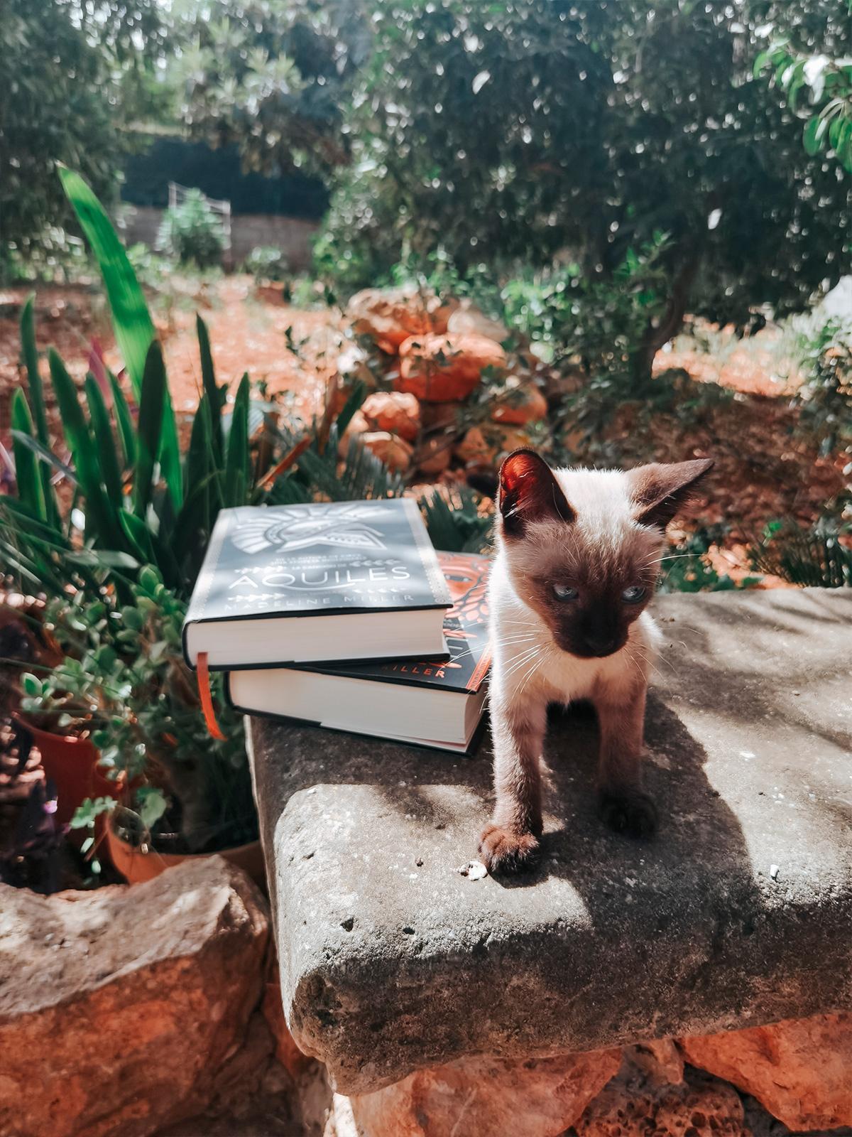 Gato sobre banco de piedra con La canción de Aquiles y Circe de Adnovelas